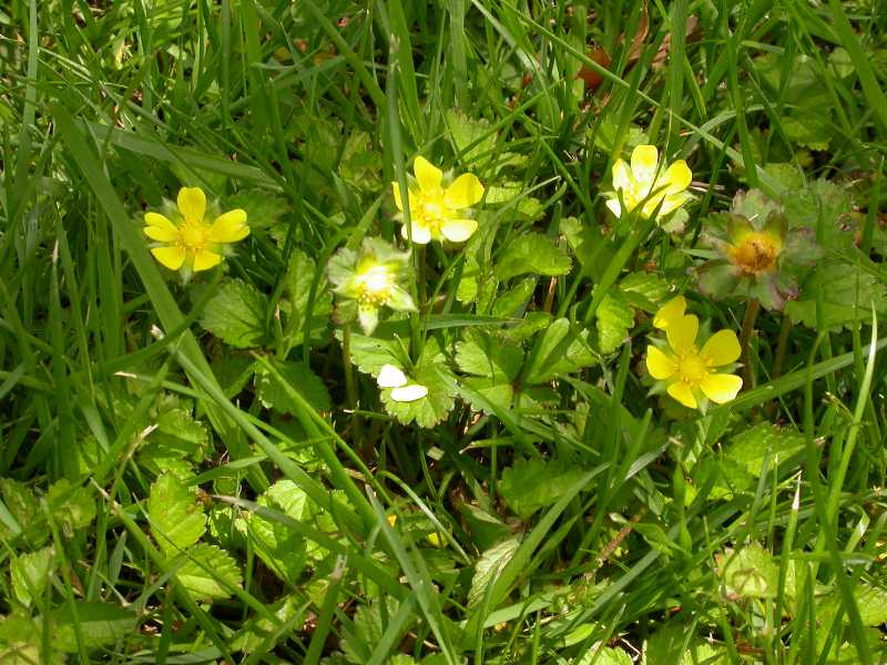 Yellow Flower Weed Identification